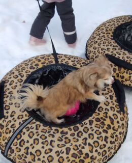 Sernickitin — фото 1